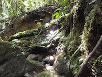 Mossy stream, habitat of Allococalodes